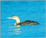 Yellow-billed Loon 2 - Gavia adamsii - Winter plumage (흰부리아비)