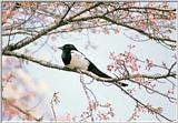 Korean Bird01 - Black-billed Magpie - Perching on bloomed tree