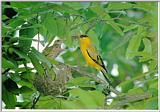Korean Bird02-Black-naped Oriole-Mom and chicks on nest