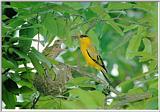 Korean Bird02-Black-naped Oriole-Mom and chicks on nest