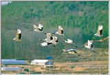 Korean Bird05-Red-crowned Crane-Flock starts flight
