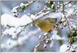 Korean Bird06 - Oriental Turtle Dove - Eating fruits on Snow Tree