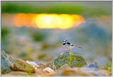 Korean Bird10 - White Wagtail - On Rock (알락할미새)