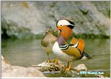 KoreanBird13-MandarinDucks-Pair-On water rock.jpg [1/1]