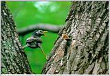 Korean Bird16-Gray Starling - Mom and chick - Tree hole nest (찌르레기)