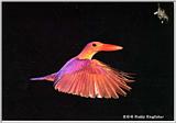 Korean Bird18-Ruddy Kingfisher-In Flight (호반새)