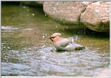 Korean Bird - Bohemian Waxwing flapping in water (황여새)