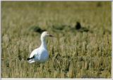 흰기러기 - Chen caerulescens - Snow Goose