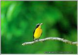 Korean Bird21-Tricolor Flycatcher-on branch with worm in mouth (흰눈썹황금새 수컷)