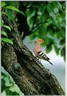 Korean Bird 22-Hoopoe-On old tree trunk (후투티)