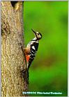 Korean Bird23-White-backed Woodpecker (큰오색딱다구리)
