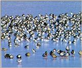 Korean Bird: Baika Teal J01-flock on ice flat