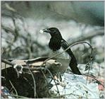 Korean Bird: Black-billed Magpie J04 - eating pop corn