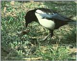 Korean Bird: Black-billed Magpie J05 - eating mouse carrion