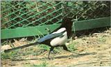 Korean Bird: Black-billed Magpie J06 - walking on the ground