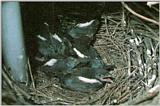 Korean Bird: Black-billed Magpie J07 - Spring - chicks in nest