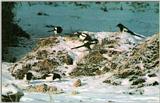 Korean Bird - Black-billed Magpie J10 - Winter - foraging on snow