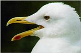 Korean Bird: Black-tailed Gull J01 - Face Closeup