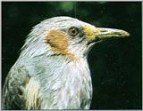 Korean Bird: Brown-eared Bulbul J01 - Closeup