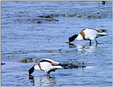 Korean Bird: Common Shelduck J01 - foraing on mud flat