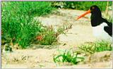 Korean Bird: Oyster Catcher J01-Mom and chick