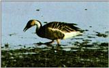 Korean Bird - Swan Goose J01 Foraging in muddy shore (개리)