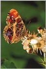 사라져 가는 우리 나비...13 거꾸로여덟팔나비 Araschnia burejana