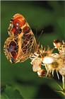 사라져 가는 우리 나비... 원본입니다. 9 거꾸로여덟팔나비 Araschnia burejana