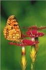 사라져 가는 우리 나비... 원본입니다. 7 담색어리표범나비 Melitaea diamina