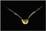 Greater Horseshoe Bat  1 (Rhinolophus ferrumequinum korai)