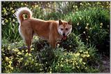 KoreanDog-Jindogae-OnFlowerField.jpg