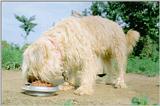 Korean Dog - Sapsari J01 - Golden Breed Dinner.jpg [1/1]