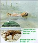 Korean Dog - Sapsari J03 - Swimming