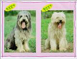 Korean Dog - Sapsari J04 - Comparison of blue breed and golden breed