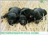Korean Dog - Sapsari J05 - Blue Breed Puppies