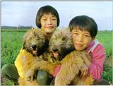 Korean Dog - Sapsari J08 - Golden Breed Puppies