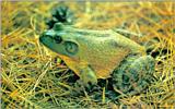 Korean Fauna: Bullfrog J01 - On grass
