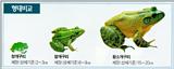Korean Fauna: Bullfrog J02 - Comarison with Black-spotted Frog treefrog