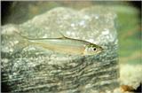 Korean fish - Erythroculter erythropterus 1 (강준치)