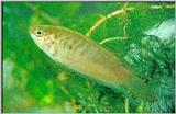 Chinese Paradise Fish - Macropodus chinensis - 버들붕어