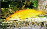 Korean Golden Mandarin Fish J01 (황쏘가리)