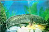 Korean Fish - Northern Snakehead (가물치)