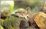 Korean Fish: Roughskin Sculpin J02 - Trachidermus fascliatus (꺽정이)