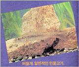 Korean Fish: Amur Minnow J01 (버들개)