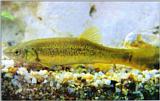 Korean Fish: Chinese Minnow J01 - closeup (Moroco oxycephalus; 버들치)