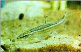 Korean Fresh Water Fish - Korean Splendid Dace - Coreoleuciscus splendidus - 쉬리