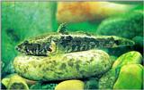 Korean Fresh Water Fish: Korean Spotted Sleeper - Odontobutis interrupta - 얼룩동사리