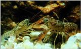 Korean Freshwater Crayfish J02 - Juveniles fighting - Cambaroides similis (참가재 / Korean Fresh Wa...