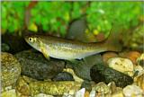 Postcard - Chinese Minnow (Moroco oxycephalus)