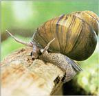 Chinese Mystery Snail (Cipangopaludina chinensis malleata) - 우렁이